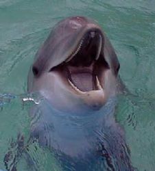 What a smile! by Steven Anderson 